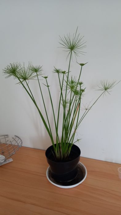 Sprzedam papirusy