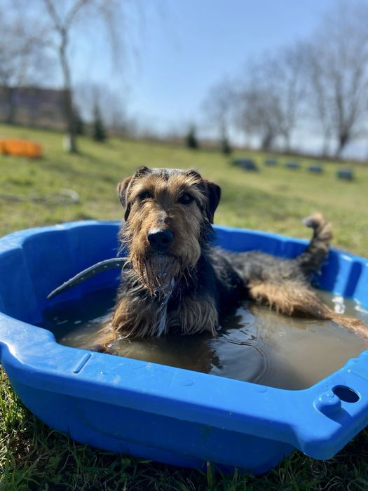 Vasco w typie terriera szuka domu