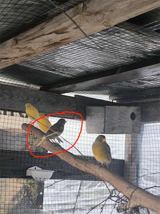 Kanarek samica zamienię lub sprzedam