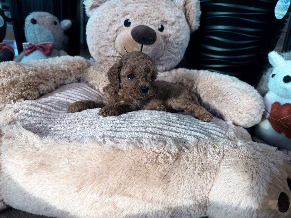 Cavapoo F1b sunia mini