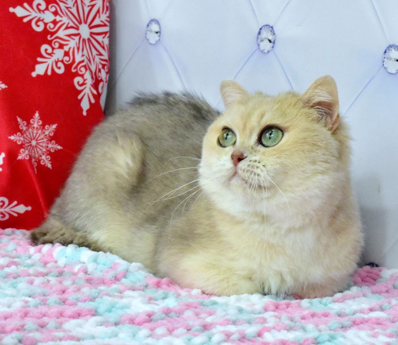 Голубая золотая шиншилла, кошечка, продажа