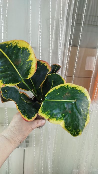 Кум Па Гум колекц. Сорт кротонів