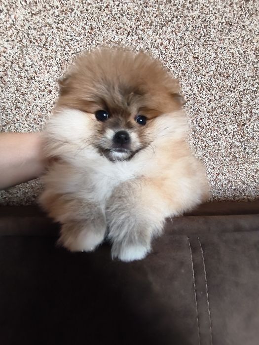 Міні дівчинка померанський шпіц 2,5 міс.