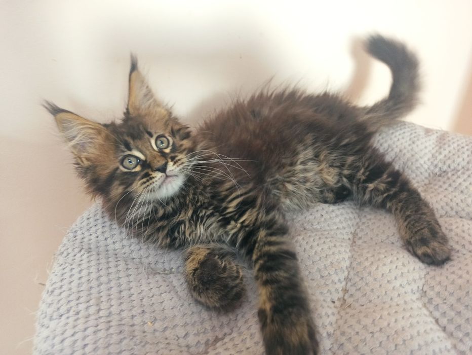 Maine Coon-kocurek tygrysio pręgowany