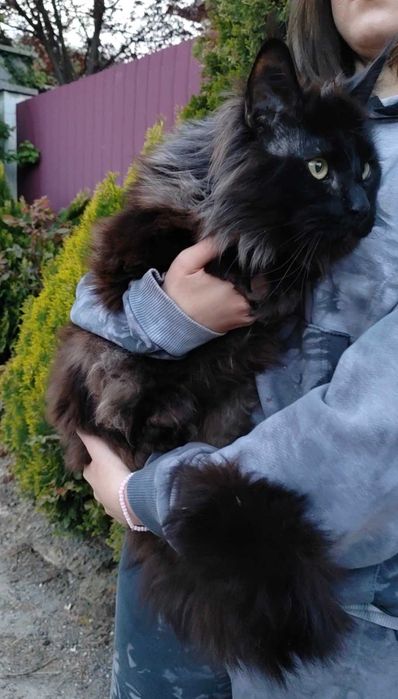 Мейн Кун, Maine Coon, Black, чёрного окраса