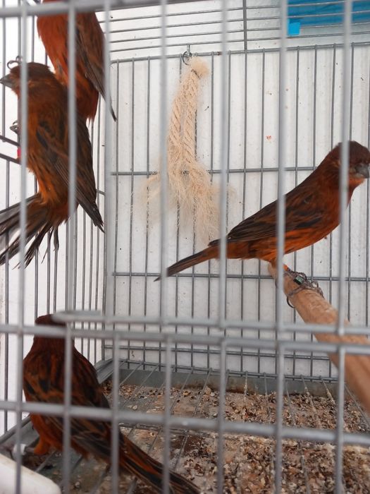 Canários negros vermelhos "intesnsos e nevados"