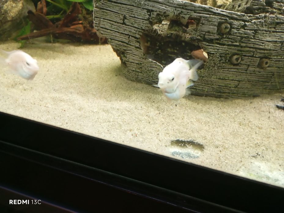 Peixe papagaio anão branco.
