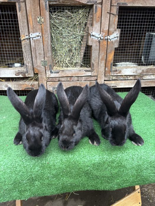 Продас кролів  породи «НСВ» німецький строкатий велетень