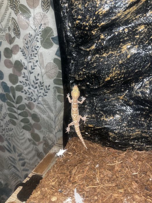 Gekon madagaskarski młody