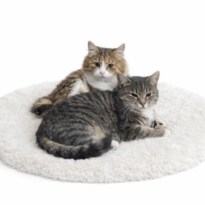 Прилаштовуються 3 Кішки 1 котик