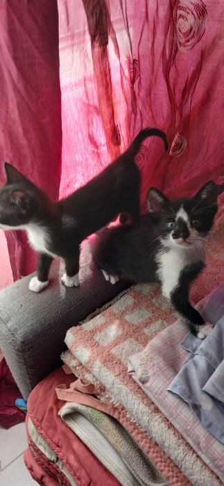 Gatinhos para Mimar
