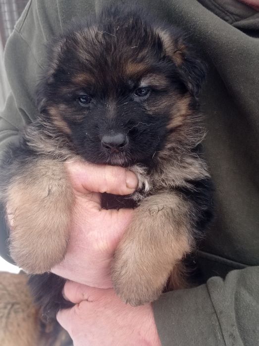 Собака німецької вівчарки