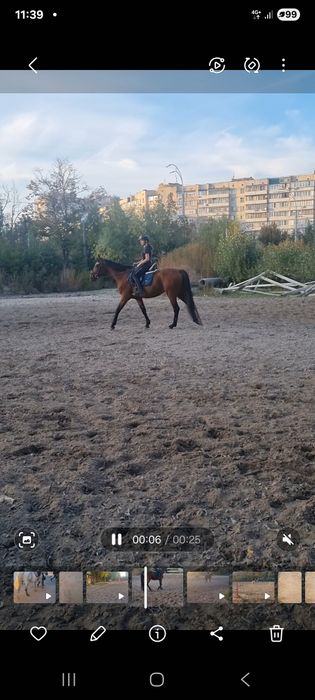 Продам жеребця  француз