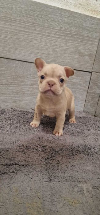 Bulldog francês Fêmea cor Isabella