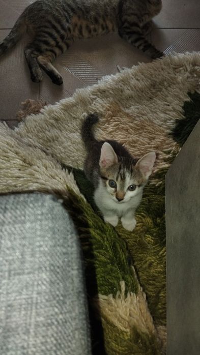 Gatinhos paser  se doado