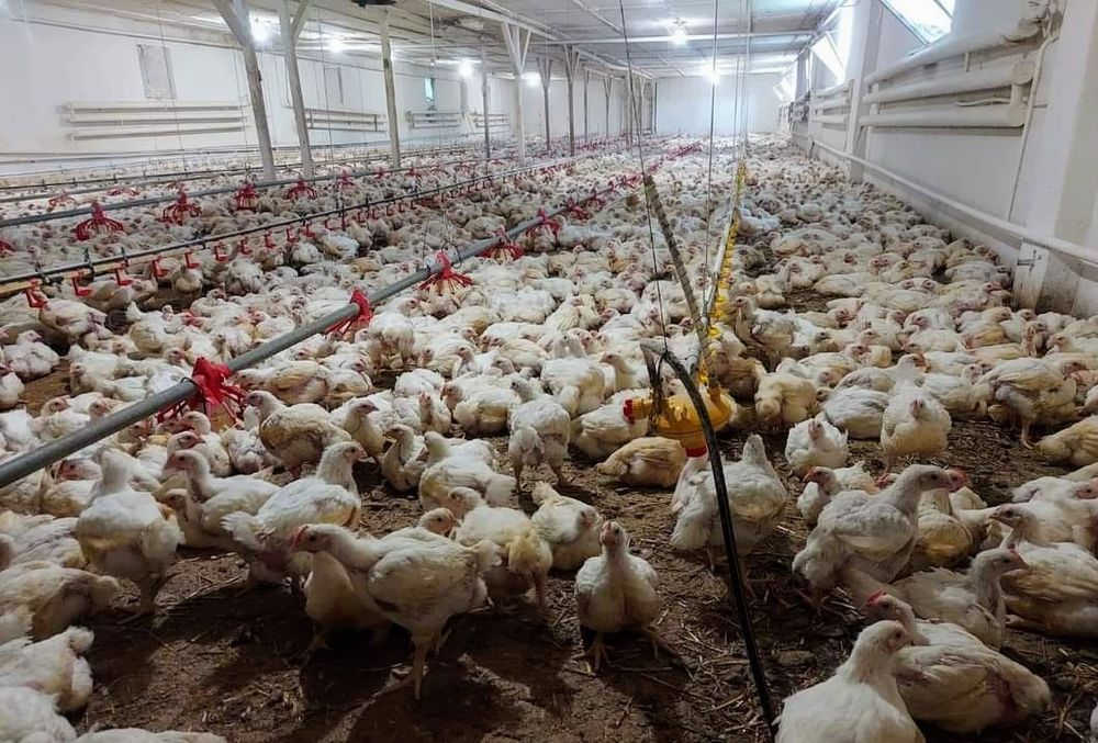 Sprzedaż BROJLERA żywego waga ok.2,50kg  AKTUALNE