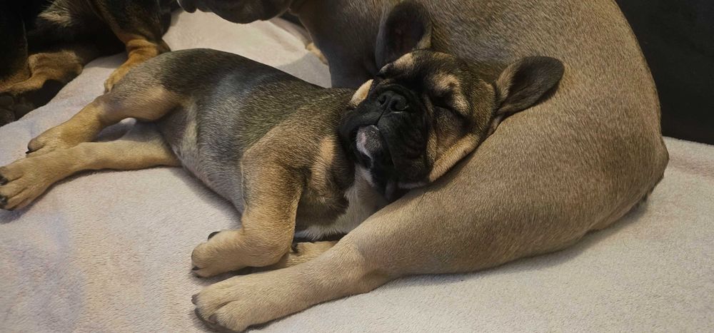 Buldog francuski suczka