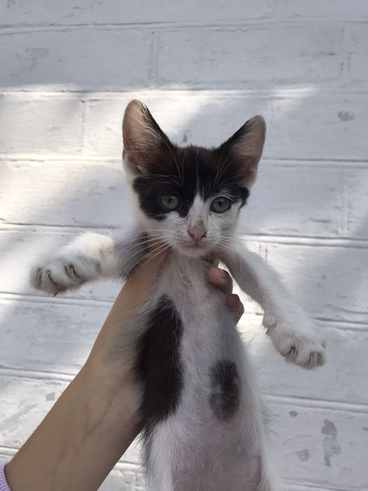 Котенок в добрые руки