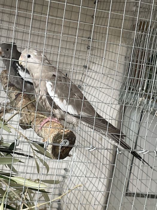 Caturras do fim de 2025