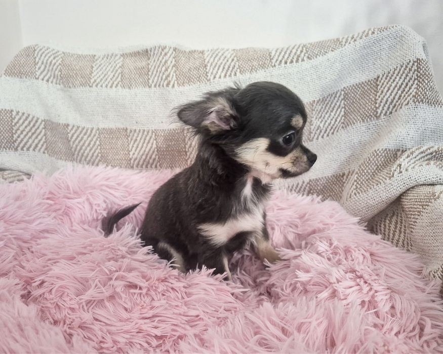 Chihuahua piesek długowłosy niebieski szczenię