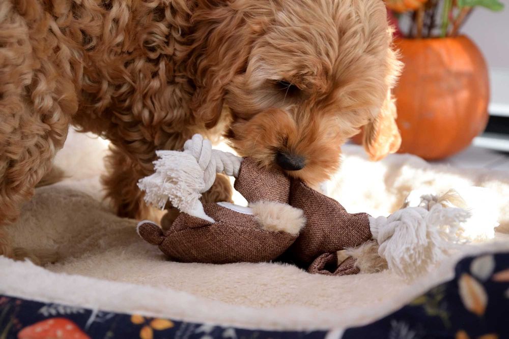 Cockapoo sunia F1 Cocker spaniel & pudel miniatura