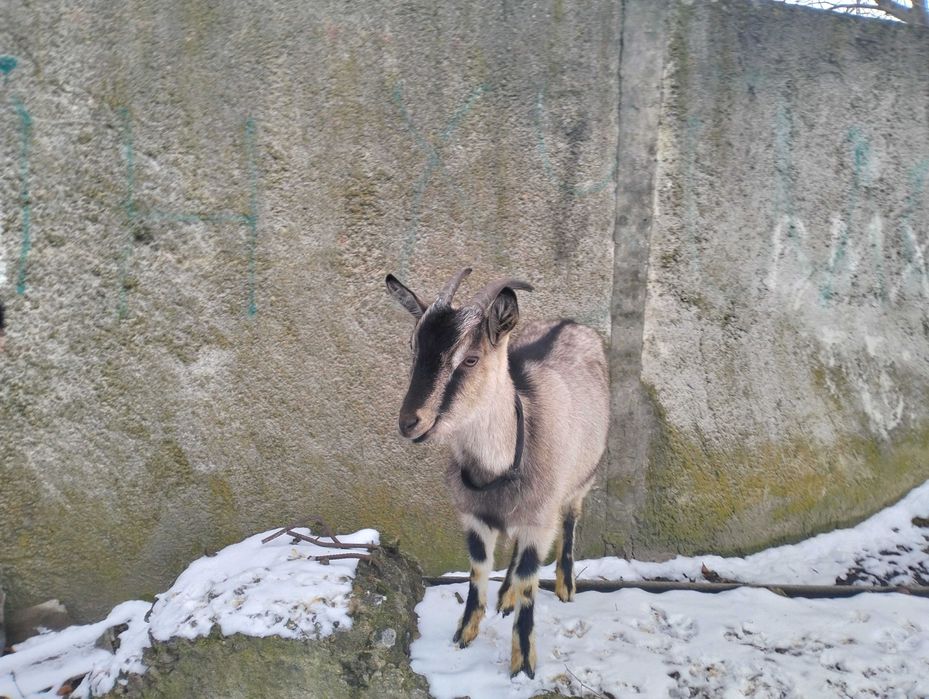 Продаємо вагітну козу.