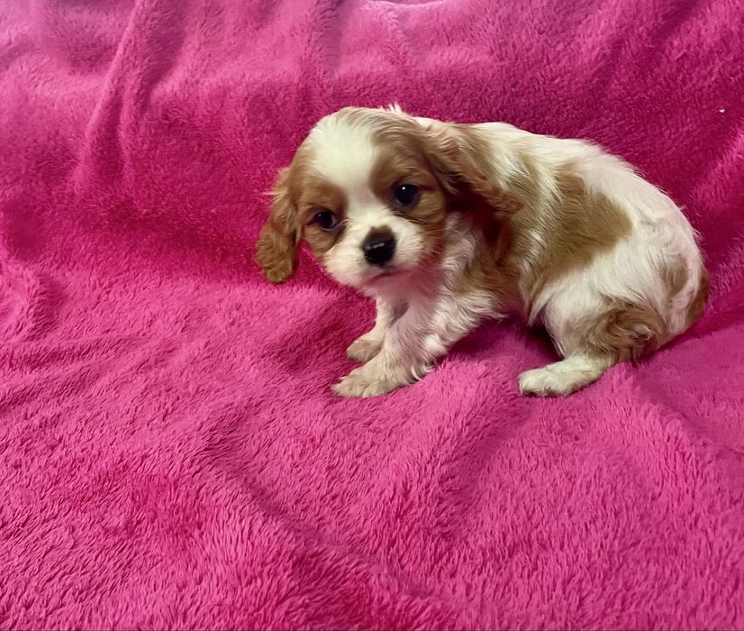 Cavalier king charles  LOP e Afixo