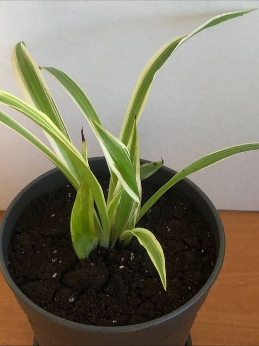 Рослини для дому.Вазон/кімнатна рослина-Хлорофітум.