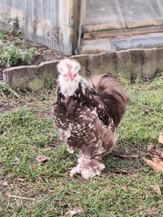 Sprzedam kogutka silki