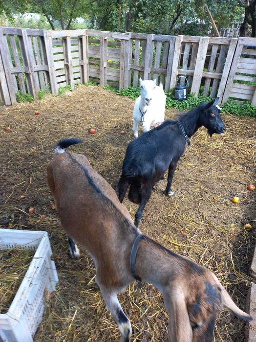 Продається коза безрога