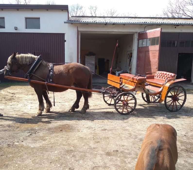 Bryczka konna odnowiona