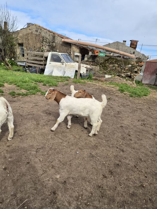Cabra boer e cabrito