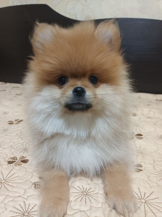 Девочка померанского шпица