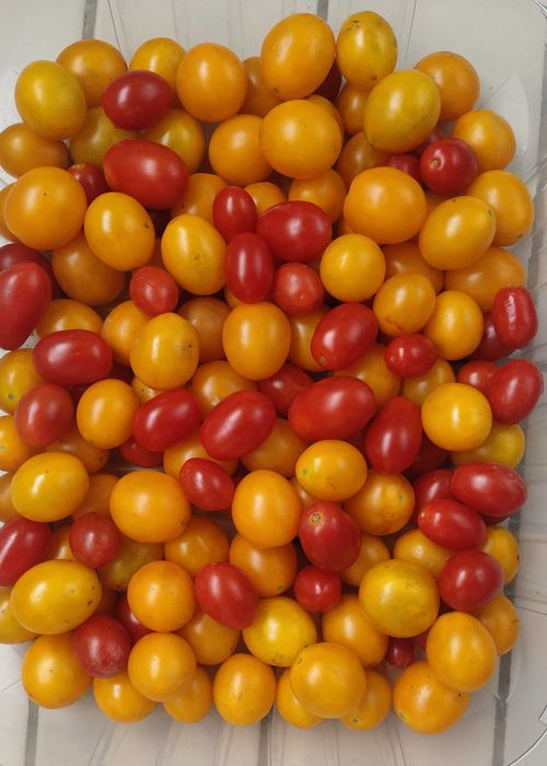 Tomate Coração de Boi e Cherry - Biológico