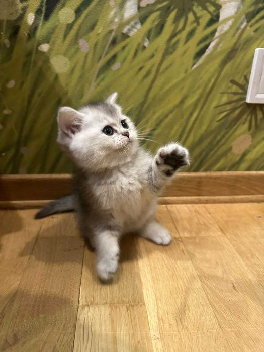 Кошенята, котики срібна шиншила