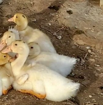 Утка Пекинка, ст5 инкубационное яйцо импорт