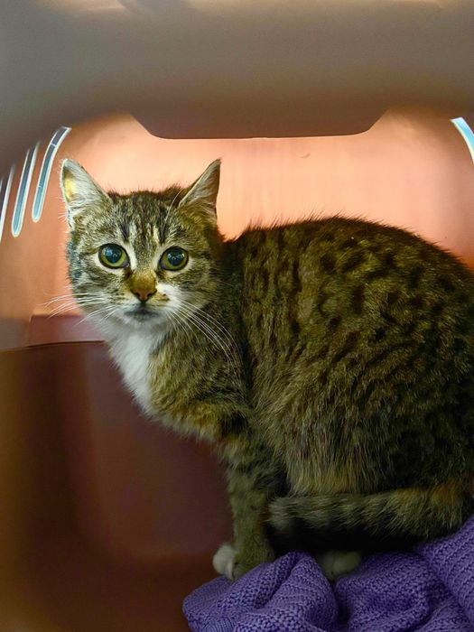 Кошеня хлопчик 7 місяців