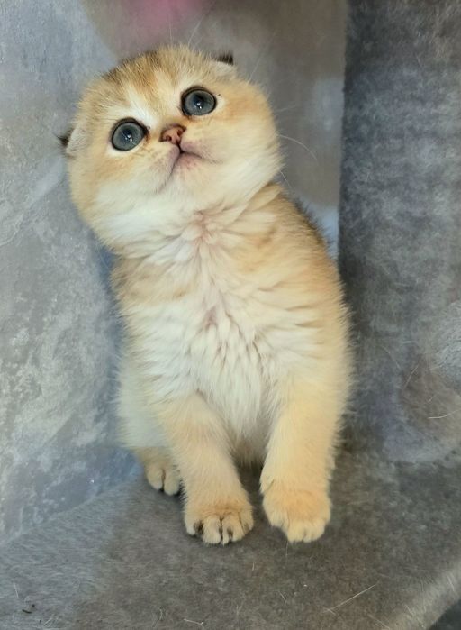 Шотландочка золота шиншила