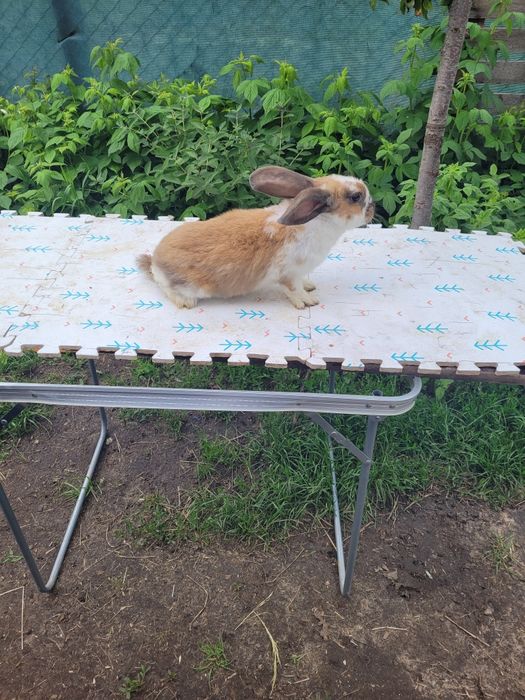 Sprzedam króliki barany, srokacze, belgi