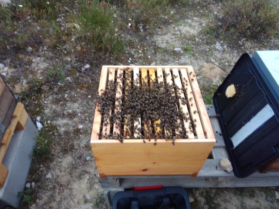 Abelhas, vespas, enxames, Apicultor