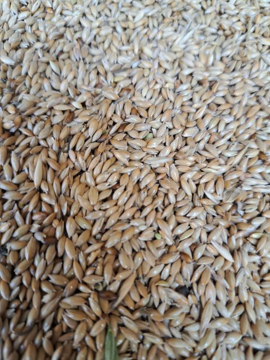 Продам канареечник