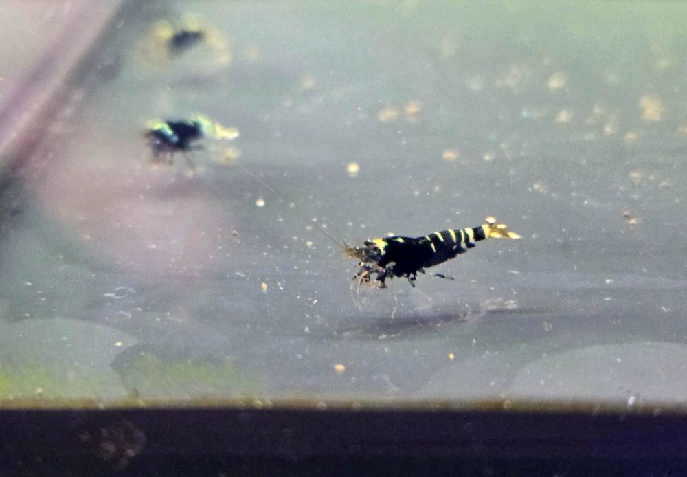 Krewetka Nanasi black (caridina)