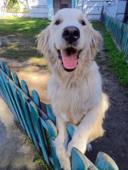 Перетримка собак .