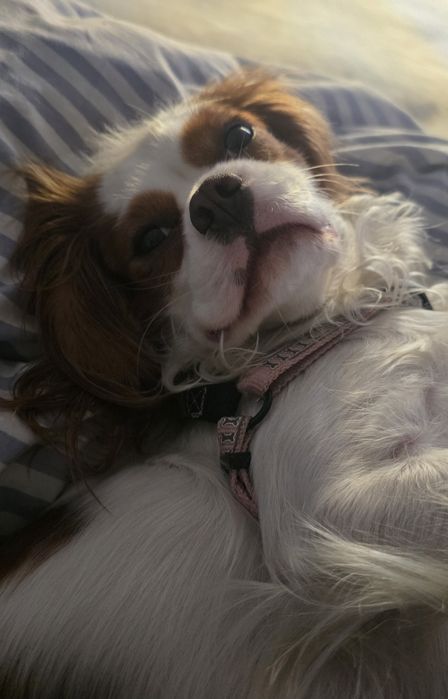 Cavalier dorosla suczka