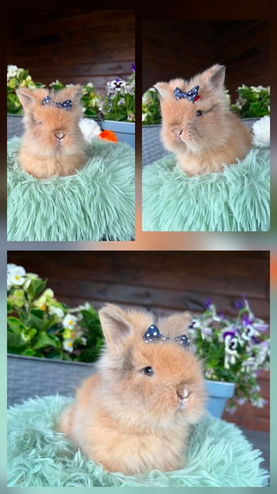Karzełki Teddy Mini