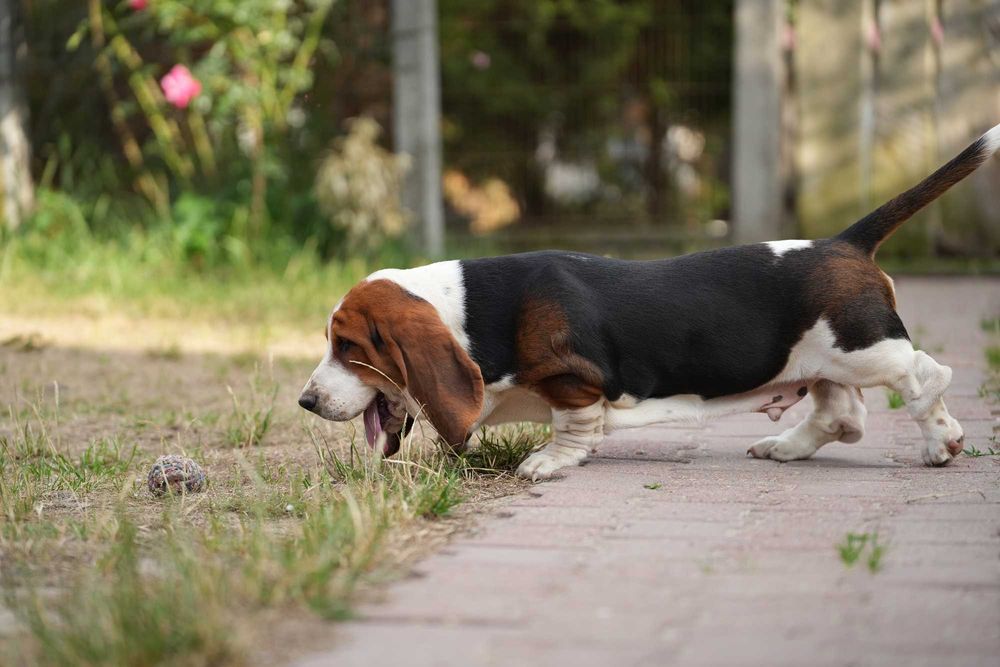 Basset Hound Piesek