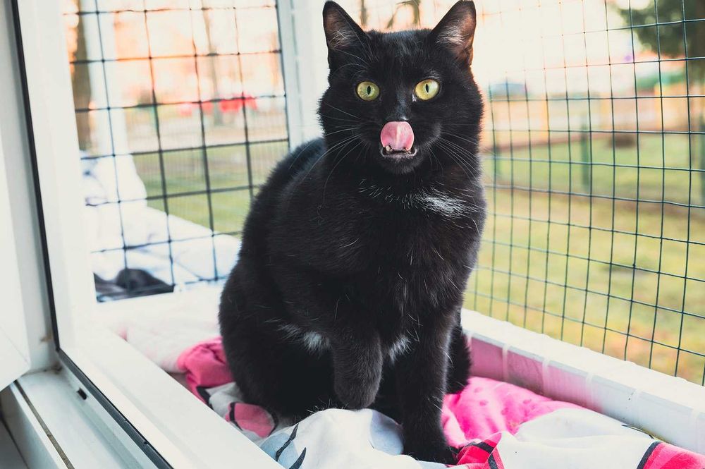 Kotka do adopcji - AVA, 2 lata