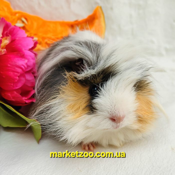 Морська свинка,морская,морські свинки,морские ангорська,ангорські хлоп