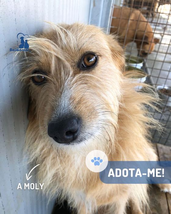 Moly - cadela jovem porte medio para adocao