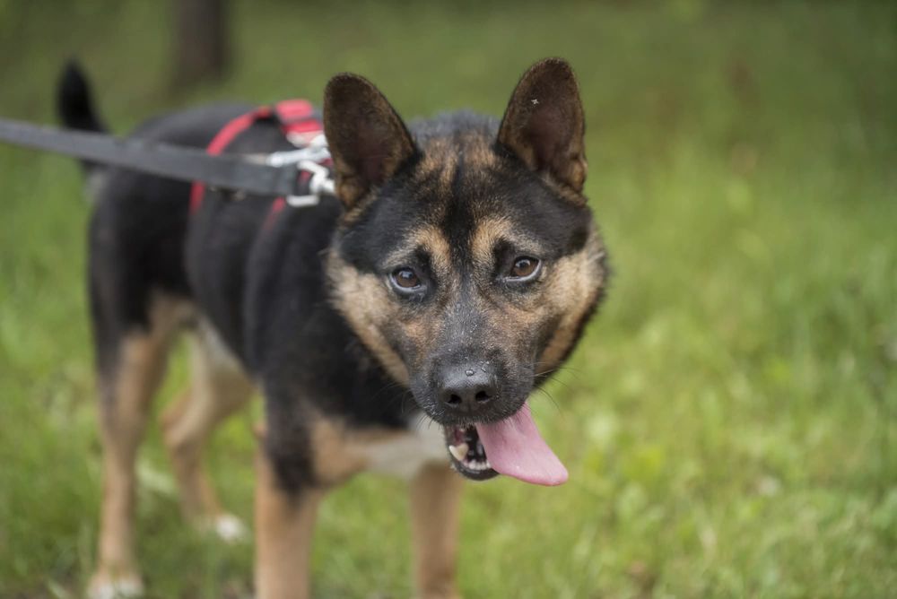 Aron - wrażliwy piesek dla cierpliwego człowieka